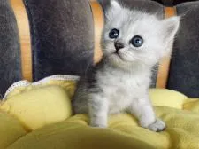 ミヌエット【岡山県・女の子・2021年5月27日・チンチラシルバー】の写真1