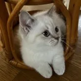 マンチカン(短足)【岡山県・男の子・2023年5月10日・ブルーポイント】の写真1「2023/8/3  撮影段々父親のココちゃんに似てきました💕」