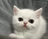 ミヌエット(長足)【岡山県・男の子・2024年2月13日・ホワイト】の写真2「ちょっとおすまし顔してます😸」