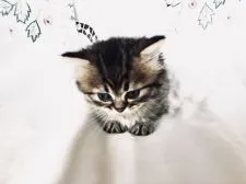 ミヌエット【岡山県・女の子・2020年12月7日・チンチラゴールデン】の写真3「少し緊張気味でおすまし顔です❣️」