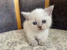 マンチカン(短足)【岡山県・男の子・2021年6月13日・ブルーポイントバイカラー】の写真3