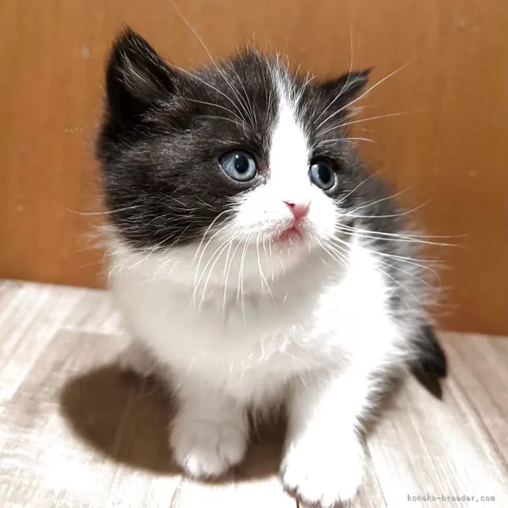 ミヌエット(長足)【岡山県・女の子・2025年11月10日・ブラック&amp;ホワイト】の写真1