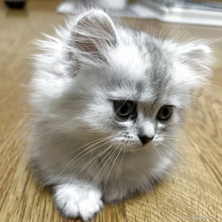 Sakura 様のお迎えした子猫