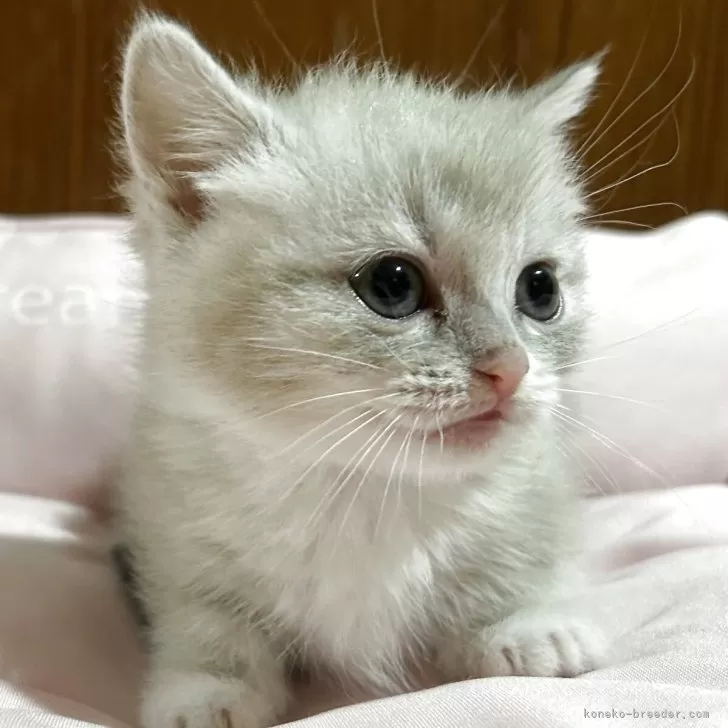 マンチカン(短足)【岡山県・女の子・2025年3月17日・シールポイント】の写真1