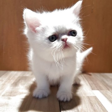 ミヌエット(長足)【岡山県・女の子・2025年11月10日・ホワイト（中毛）】の写真「丸顔で可愛い女の子です💕」