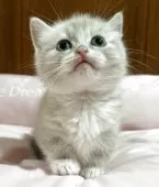 マンチカン(短足)【岡山県・女の子・2025年3月17日・シールポイント】の写真2