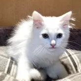 マンチカン(長足)【岡山県・男の子・2025年3月17日・ホワイト】の写真3