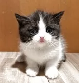 ミヌエット(長足)【岡山県・女の子・2025年11月10日・ブラック&ホワイト】の写真3