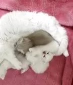 マンチカン(短足)【岡山県・女の子・2025年3月17日・シールポイント】の写真4