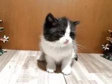 ミヌエット(長足)【岡山県・女の子・2025年11月10日・ブラック&ホワイト】の写真4