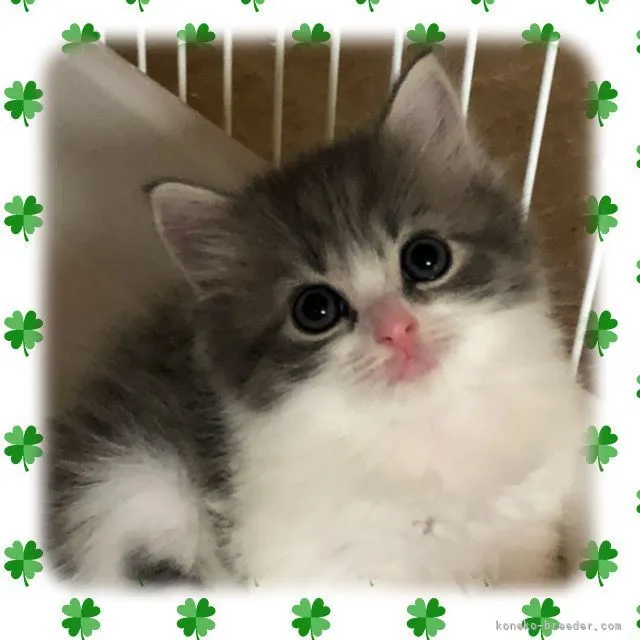 ID：2107-02365の子猫