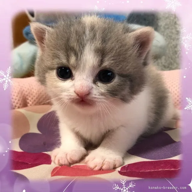 ID:2105-00924の子猫