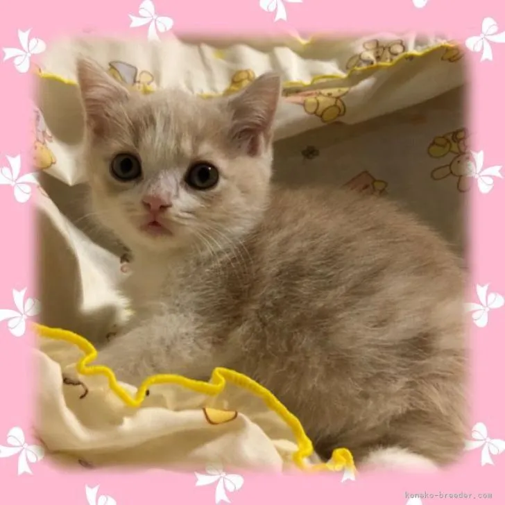 スコティッシュフォールド(立ち耳)【愛知県・女の子・2022年10月2日・クリームタビー&amp;ホワイト】の写真1「1枚目の写真変更しました。最新の動画などご覧になりたい場合は、お気軽にメッセージください」