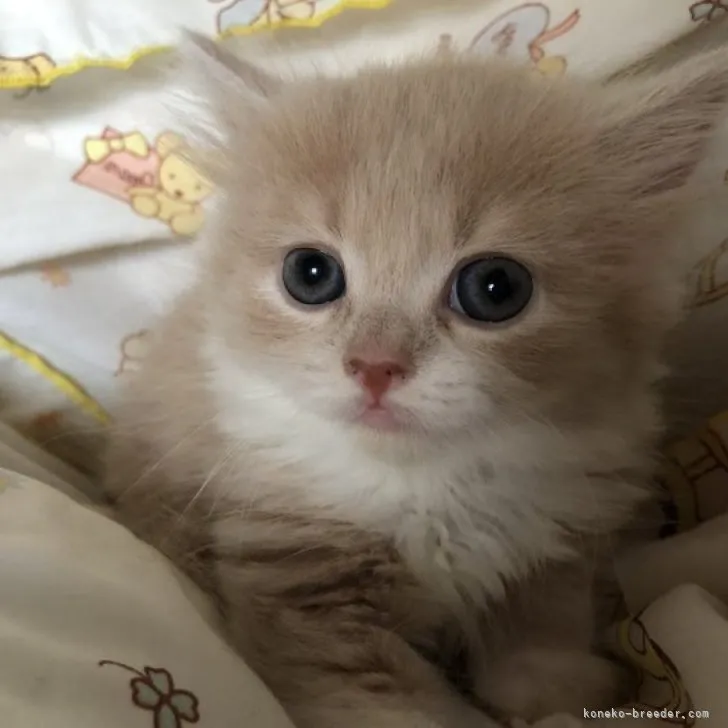 ID：2308-01209の子猫