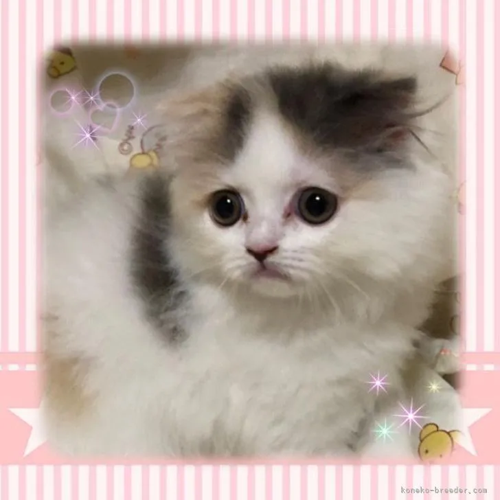 ID：2206-01138の子猫