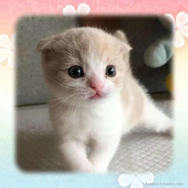 ID:2103-01683の子猫