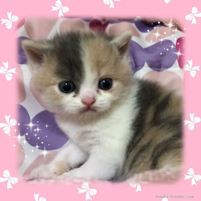 ID：2012-01801の子猫