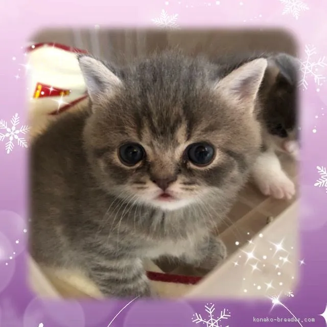 ID：2012-01795の子猫