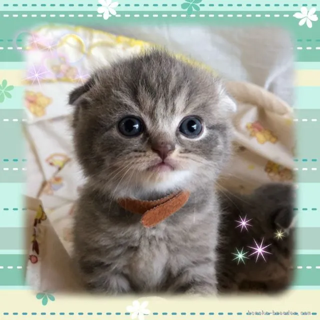 スコティッシュフォールド(折れ耳)【愛知県・男の子・2022年3月16日・ブルータビー】の写真1「かっこいいぼくちんです💕」