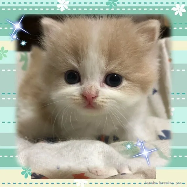 ID:2110-01156の子猫