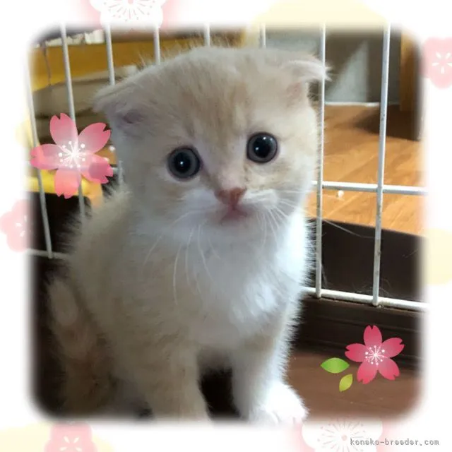 ID:2103-01682の子猫
