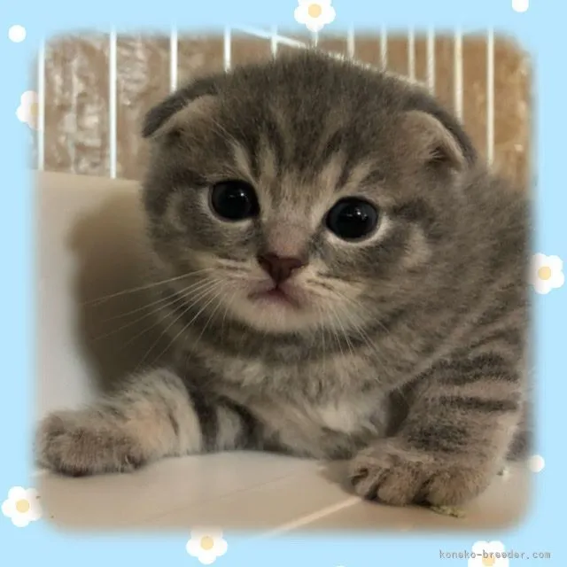 ID：2107-02364の子猫