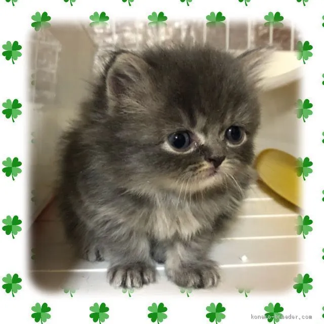 ID:2010-02157の子猫