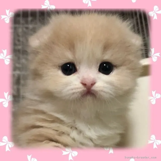 ID：2104-02485の子猫