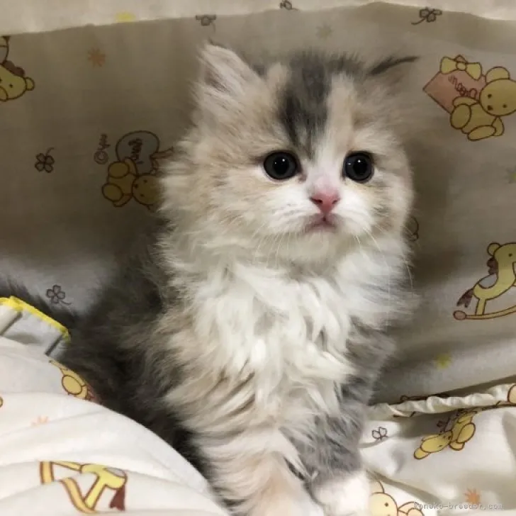 ID：2303-03129の子猫