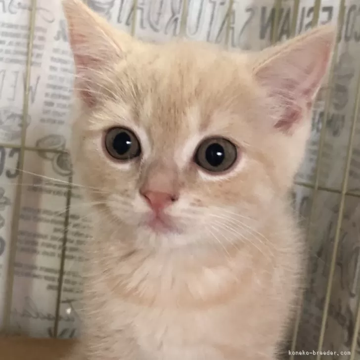 ID：2406-02975の子猫
