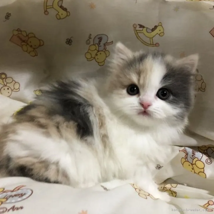 ID:2303-03127の子猫