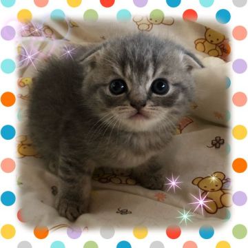 スコティッシュフォールド(折れ耳)【愛知県・男の子・2022年3月16日・ブルータビー（ショート）】の写真「可愛いイケニャン王子様です💕
首輪なしの子」