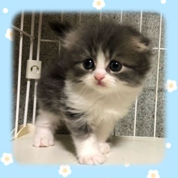 スコティッシュフォールド(折れ耳)【愛知県・男の子・2020年10月4日・ブルー&ホワイト（ロング）】の写真「とてもとても可愛い子です💕」