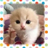 スコティッシュフォールド(折れ耳)【愛知県・女の子・2021年4月1日・クリーム&ホワイト】の写真1「お目目クリクリなあたちです💕」