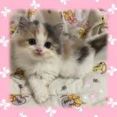 スコティッシュフォールド(立ち耳)【愛知県・女の子・2022年4月30日・ダイリュートキャリコ】の写真1「とっても綺麗なお顔立ちのあたちです」