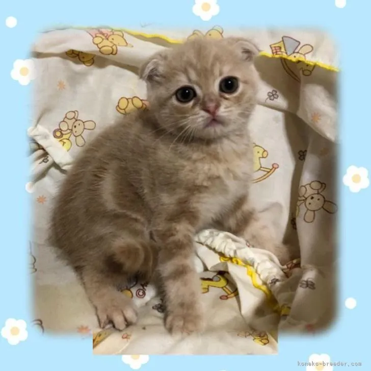 ID:2211-00682の子猫