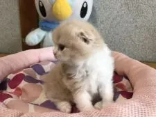 スコティッシュフォールド(折れ耳)【愛知県・女の子・2021年4月1日・クリーム&ホワイト】の写真2「横顔も可愛いって言われるあたちです💕」