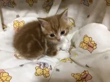 スコティッシュフォールド(立ち耳)【愛知県・男の子・2022年3月11日・レッドタビー&ホワイト】の写真2「綺麗な毛色の僕ちんです💕」