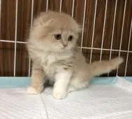 スコティッシュフォールド(折れ耳)【愛知県・男の子・2021年9月23日・クリーム&ホワイト】の写真2「横顔も可愛いぼくちんです💕」