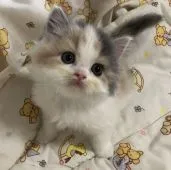 スコティッシュフォールド(立ち耳)【愛知県・女の子・2022年4月30日・ダイリュートキャリコ】の写真2「ポージングが可愛いあたちです」