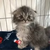 スコティッシュフォールド(折れ耳)【愛知県・男の子・2024年4月12日・ブルータビー】の写真2「おみみペタンのぼくちんです」