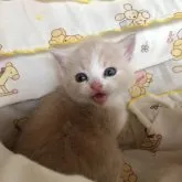 スコティッシュフォールド(立ち耳)【愛知県・男の子・2023年7月20日・クリームタビー&ホワイト】の写真3「ママがいないと寂しくて泣けちゃうぼくちんです」