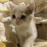 スコティッシュフォールド(立ち耳)【愛知県・女の子・2022年10月2日・クリームタビー&ホワイト】の写真3「ベビーフェイスなあたちです」