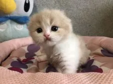 スコティッシュフォールド(折れ耳)【愛知県・女の子・2021年4月1日・クリーム&ホワイト】の写真3「お耳もペタっと折れてるあたちです💕」