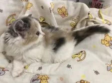 スコティッシュフォールド(立ち耳)【愛知県・女の子・2022年4月30日・ダイリュートキャリコ】の写真3「横顔だって可愛いあたちです」