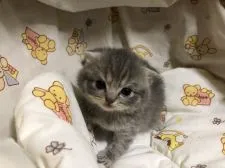 スコティッシュフォールド(折れ耳)【愛知県・男の子・2022年3月16日・ブルータビー】の写真3「まんまるおめめのぼくちんです💕」