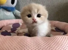 スコティッシュフォールド(折れ耳)【愛知県・女の子・2021年4月1日・クリーム&ホワイト】の写真4「可愛すぎて困るって言われるあたちです💕」