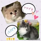 スコティッシュフォールド(立ち耳)【愛知県・女の子・2023年2月11日・ダイリュートキャリコ】の写真5「ママとパパです」