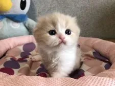 スコティッシュフォールド(折れ耳)【愛知県・女の子・2021年4月1日・クリーム&ホワイト】の写真5「何してても可愛すぎっ！！って言われるあたちに会いにきてください💕」