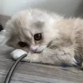 スコティッシュフォールド(折れ耳)【愛知県・男の子・2024年10月27日・クリーム&ホワイト】の写真3「元気いっぱいです」